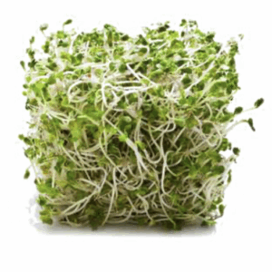 Alfalfa