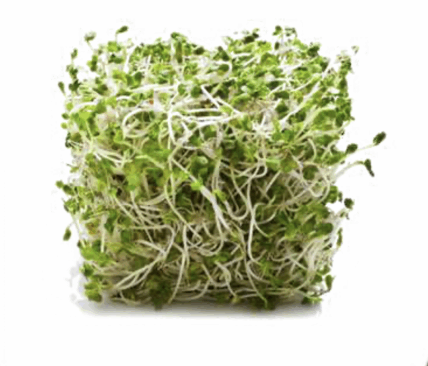 Alfalfa