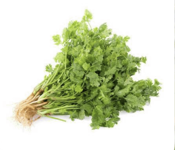Culantro