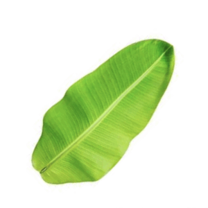 Hojas de plátano