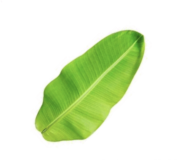 Hojas de plátano