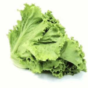 Lechuga americana