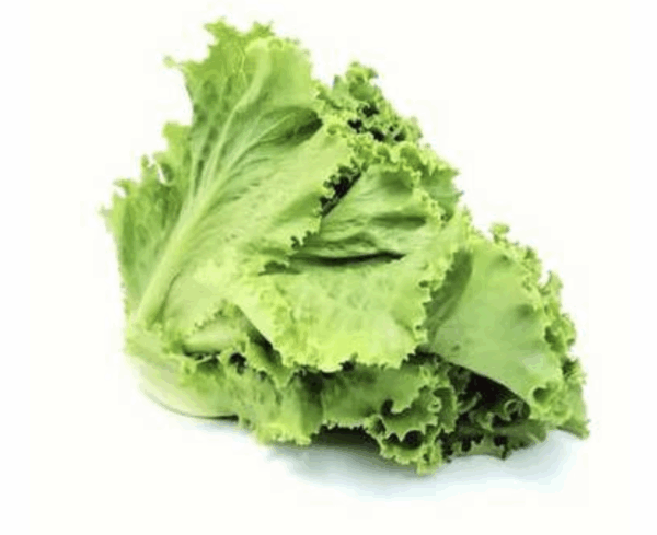 Lechuga americana