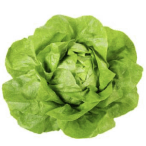 Lechuga boston