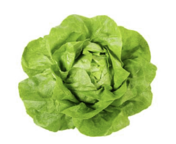 Lechuga boston