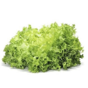 Lechuga escarola