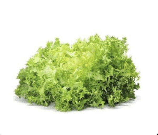 Lechuga escarola