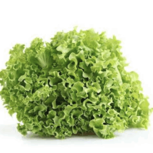 Lechuga frisee