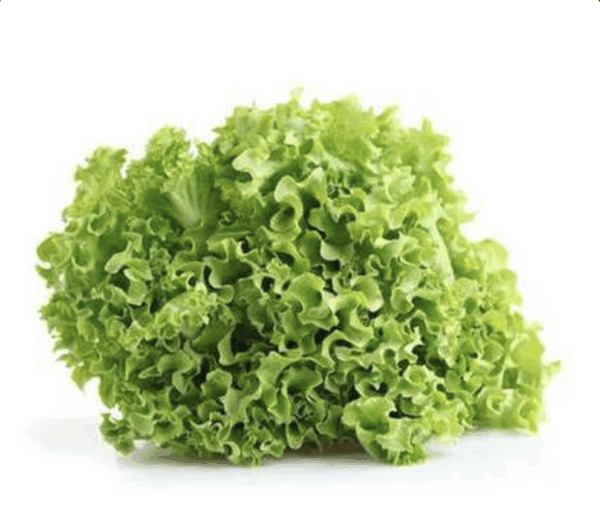 Lechuga frisee