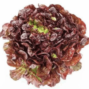 Lechuga lolorosa