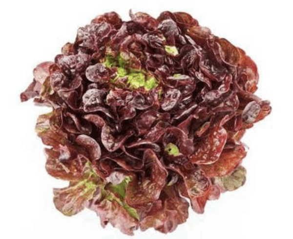Lechuga lolorosa