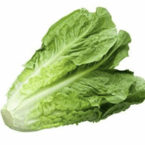 Lechuga romana