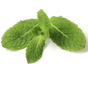 Menta