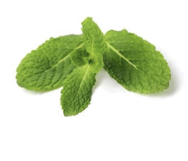 Menta