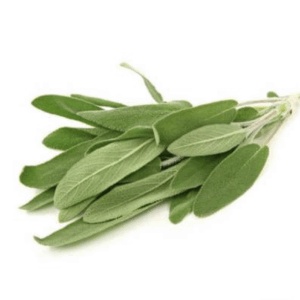 Salvia