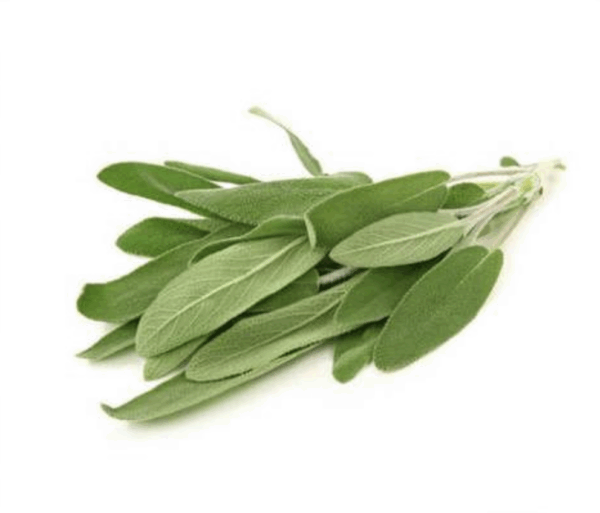 Salvia
